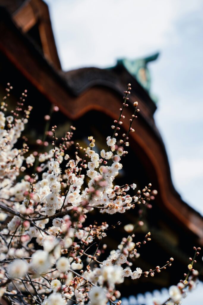 diana-lisunova-9ssgM6_ux24-unsplash